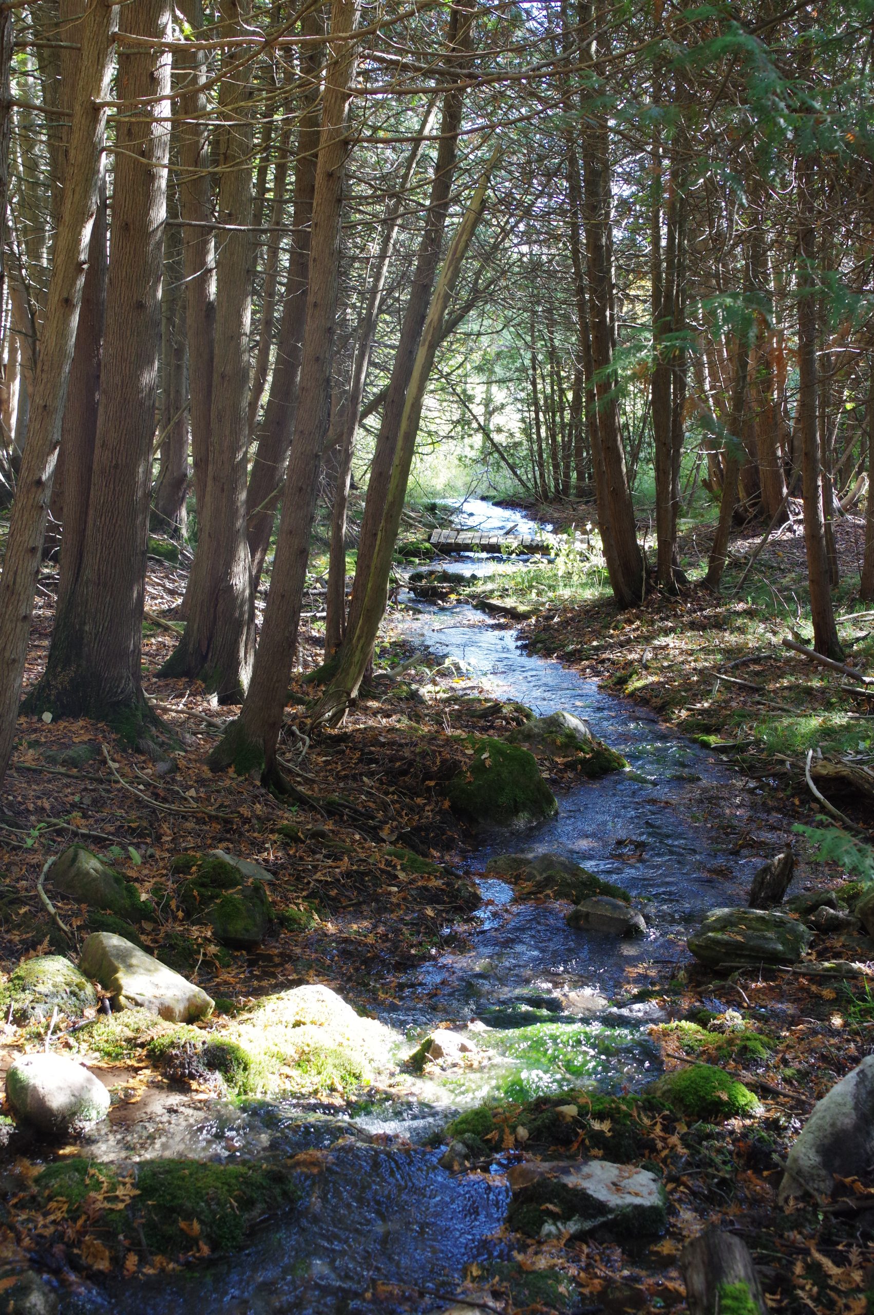 Springwater Lakes - common forest trail