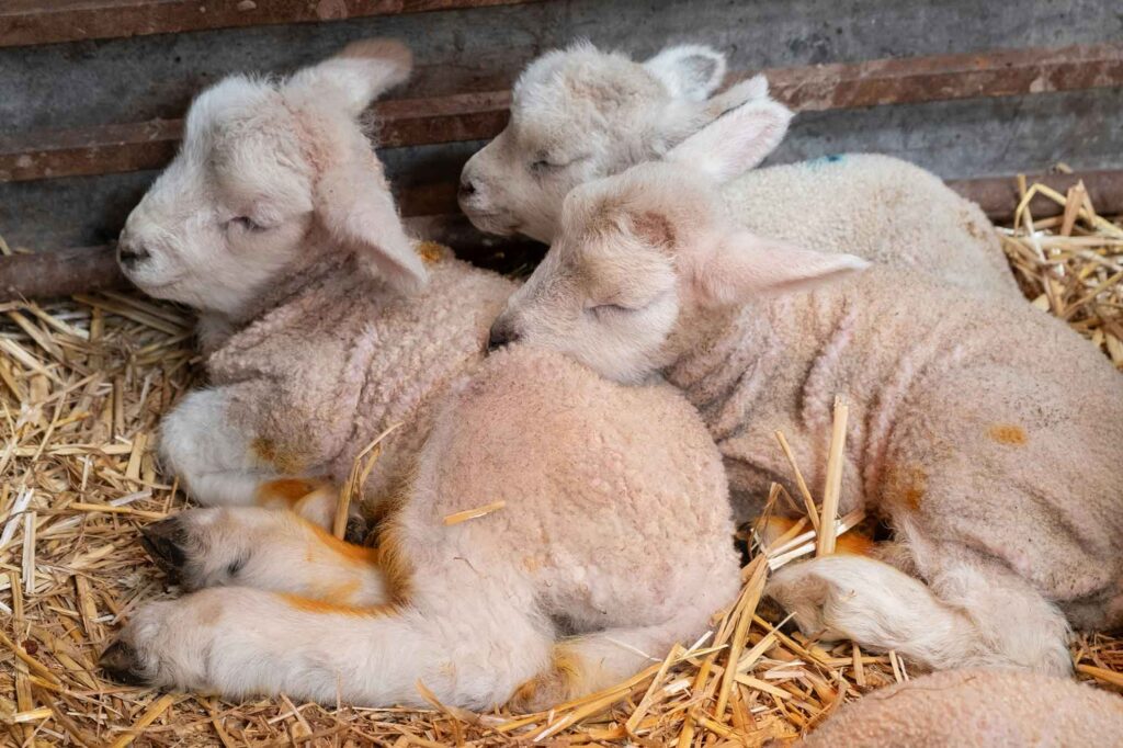lambs cuddling up for a nap