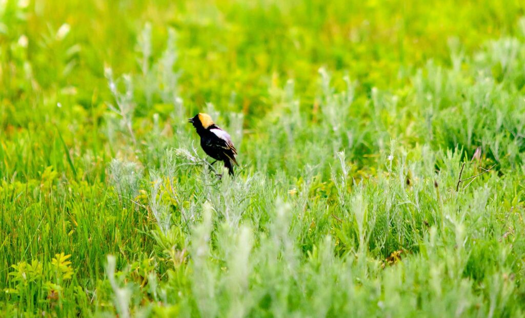 the bobolink