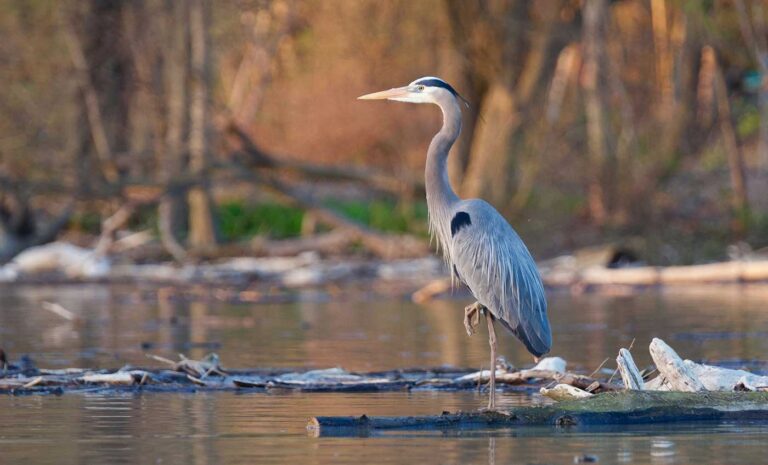 Blue Heron — A Film About Arriving Somewhere New