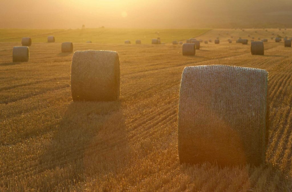 The Hay Bales of Dufferin and Clearview