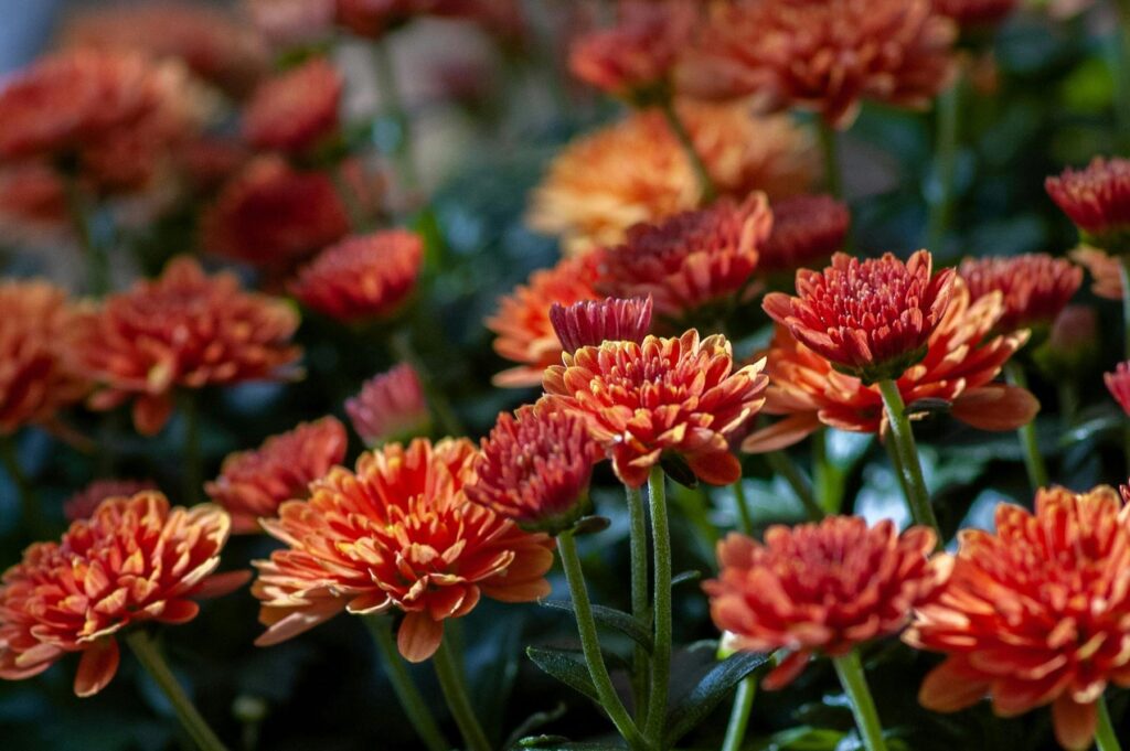 Mums are out for September